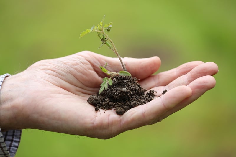 Tree Planting Ritual