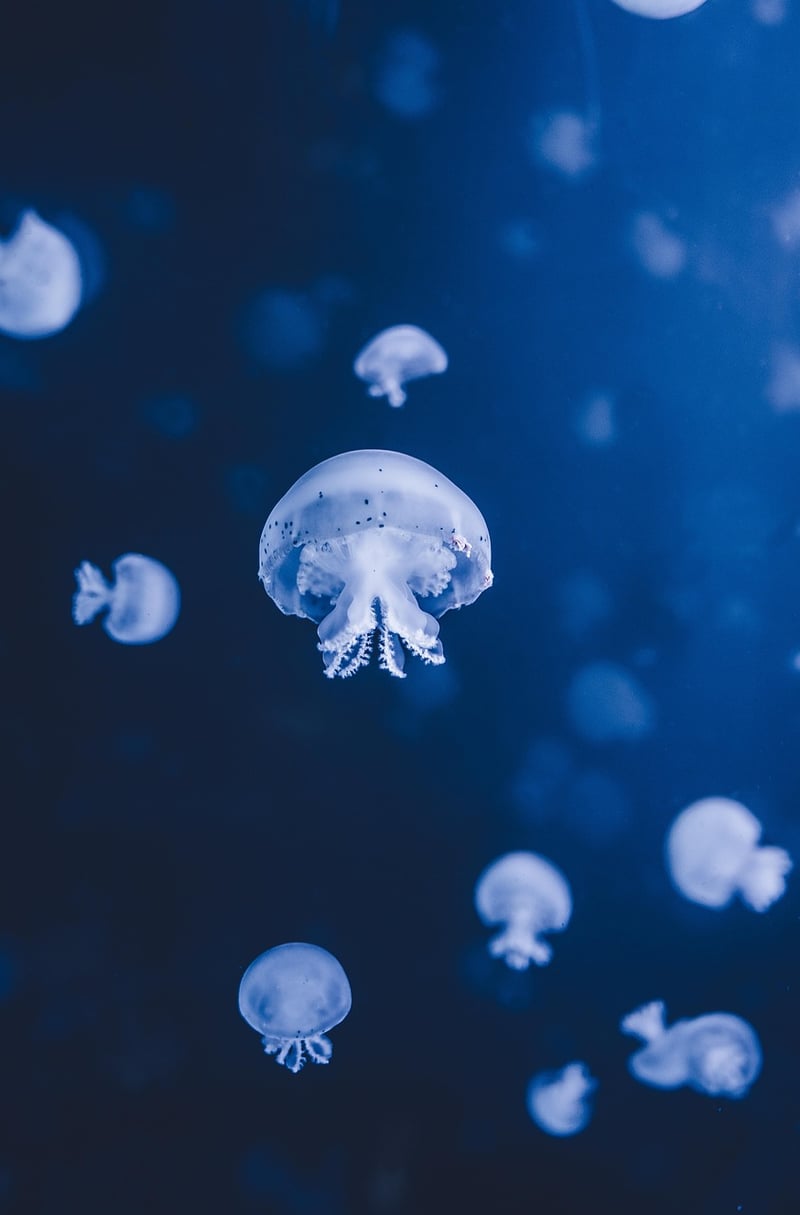 Underwater Fantasy Wedding